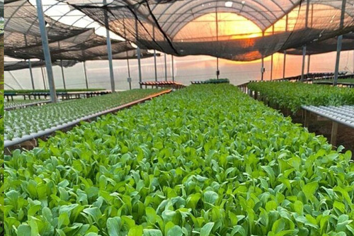 Imagem 5 de 6 de Adubo Completo Para Hidroponia 1000 Litros - Rúcula