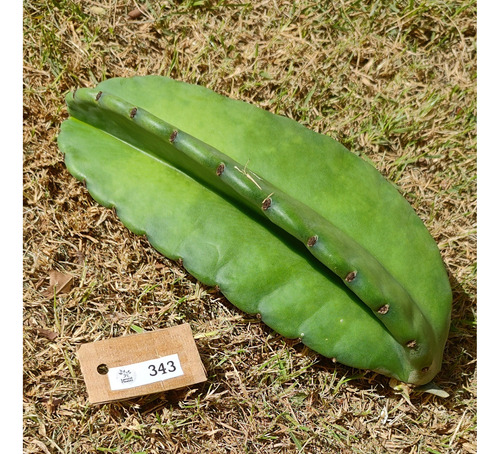 Cereus Jamacaru Sem Espinho Com 22cm P/ Plantio (lp-343)