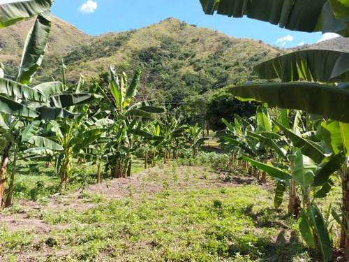 Imagen 25 de 29 de Finca Mixta + Manga De Coleo De 1 Ha En Guayabita En Turmero