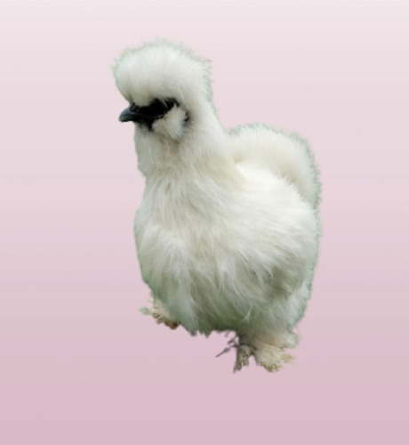 Gallina Silkie  Sedosos Del Japón 2 Meses