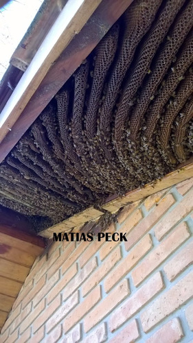 Retiro Abejas Enjambre Zona Norte Oeste Sur Caba Y Costa Atl