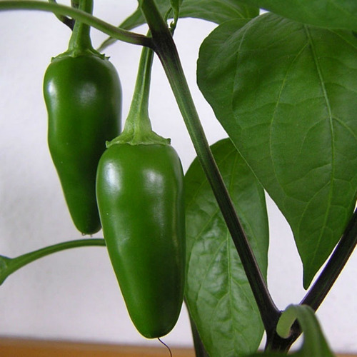 Imagem 8 de 10 de Sementes De Pimenta Jalapenho Mexicana Para Vaso Ou Hortas
