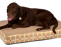 Comprar Cama Colchon Perros O Gatos Ortopedicas Columna Artrosis Gde Color Beige Con Guarda