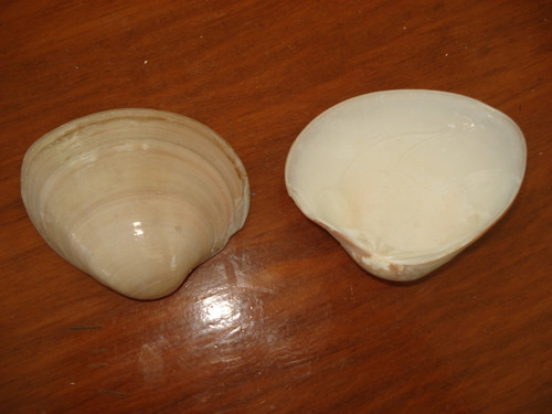 Conchas Mar,conchas,12 Pzas,envió Incluido,baútizo,recuerdos (Usado)