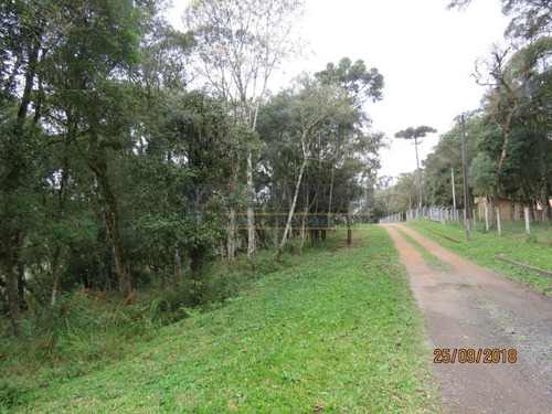 Imagem 3 de 15 de Chacara - Campina - Ref: 2046 - V-2046