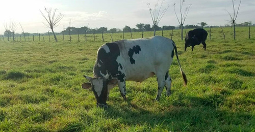 Finca De Ganado En Venta En San Francisco De Macorís