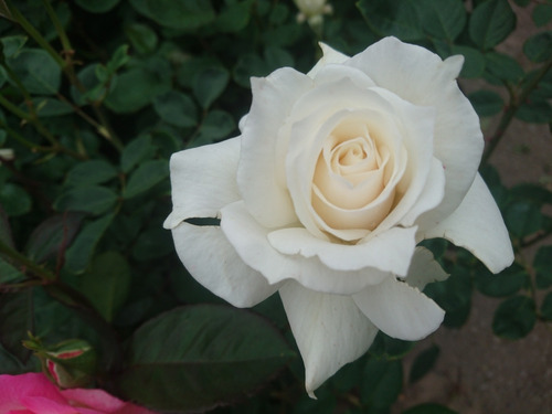Rosa, Rosales, Regalo San Valentin, Dia De Los Enamorados