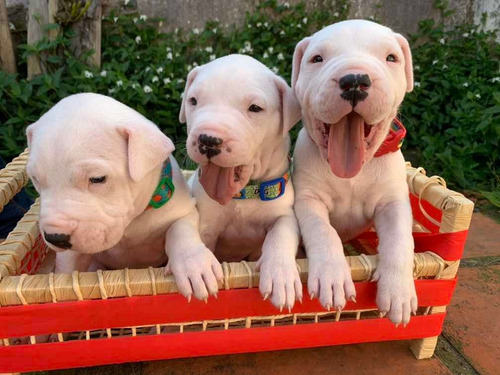 Filhote Dogo Argentino