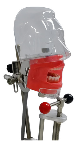 Fantoma Dental Maniquí Con Tipodento Práctica Odontología