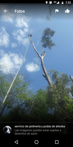 Podas De Árboles