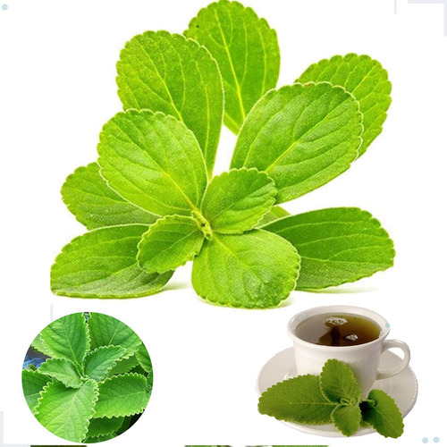 Pacote 100 Folhas Frescas Boldo Do Chile Natural Organico