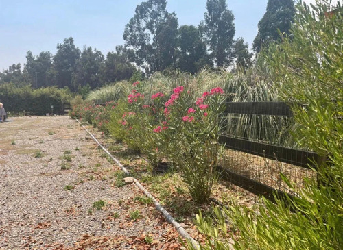Terreno Centro De Chicureo No Perimetral (161132)