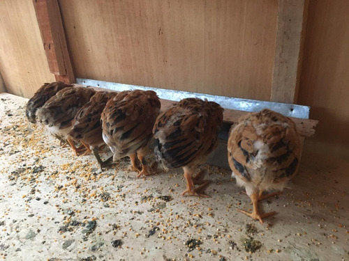 Imagen 1 de 2 de Gallinitas(os) Nacidos De Huevos Verdes De Chacra