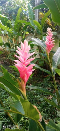 Bulbo De Heliconia Zingiber Alpinia Rosa (Usado)
