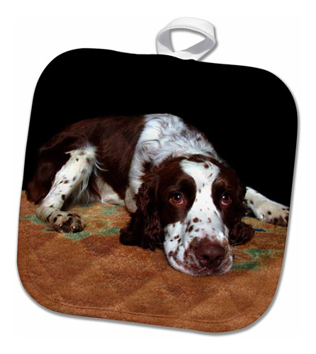 Erro Ingl Springer Spaniel  English Potholder