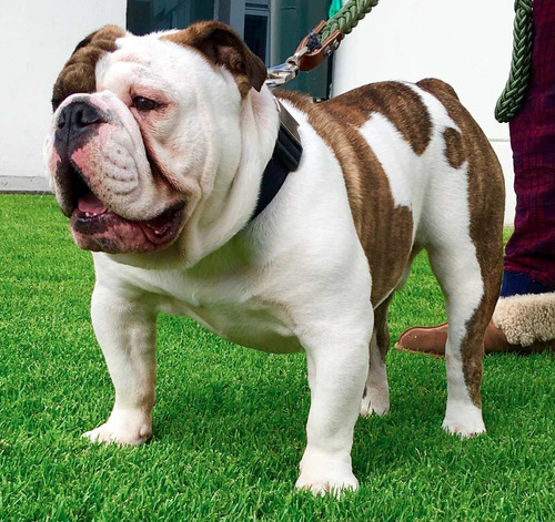 Bulldog Ingles Red Brindle Piebald bulldog Ingles Monta Mercado Libre