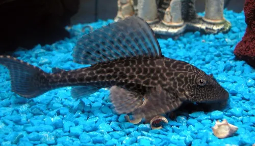 Plecostomus Comun (2 Unidad)