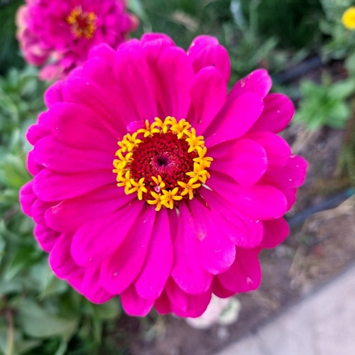 Semillas Zinnia Gigante Fucsia