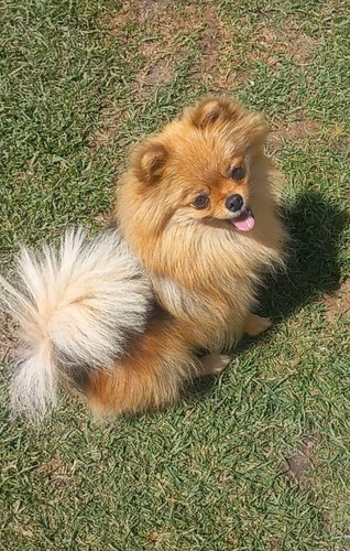 Cachorritas Pomerania Spitz 22cm De Adultos Garantizadas