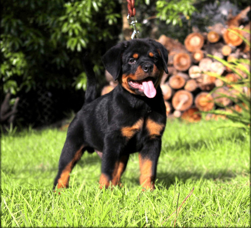 Cachorros Rottweiler - Angel Oscuro - Excelentes (con Fca)