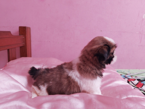Imagen 4 de 5 de Shih Tzu Pedigri Plata