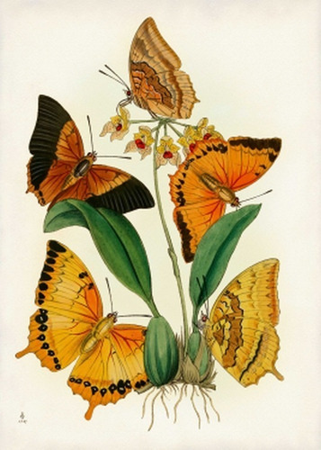 Mariposas Ilustración - Insectos Zoología - Lámina 45x30 Cm.