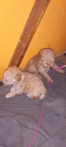 Imagen 2 de 2 de Caniche Mini Toy