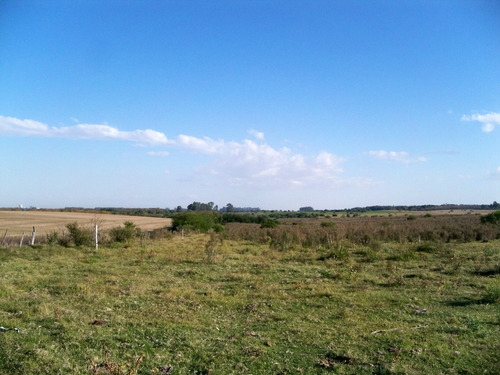 Campos Venta 119 Has Agrícolas Ganaderas Colonia Conchilas