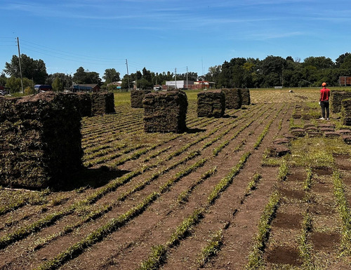 Grama Bahiana Pura Somos Productores 1ra Calidad