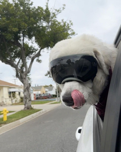 Lentes De Sol A Prueba De Viento Para Perro Grande