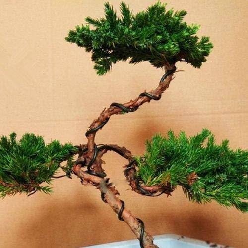 Mokia Bonsai Wire And Tool Kit For Tree Training