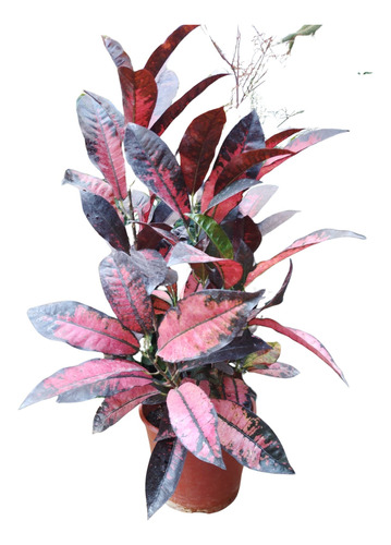  Croton Monalisa , Hermosa Planta De Colores Inceibles