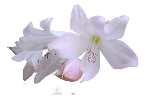 Bulbo De Crinum - Crino