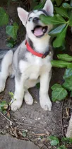 Comprar Husky Siberiano   ;  )