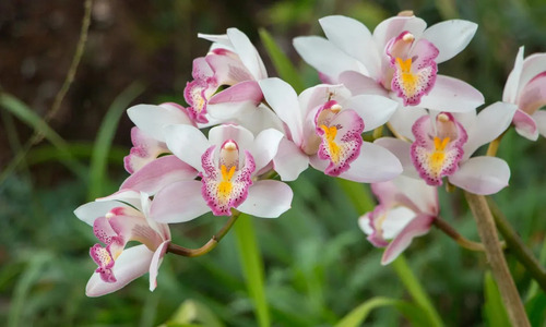 Planta Orquidea Rara, Variedad A Elegir