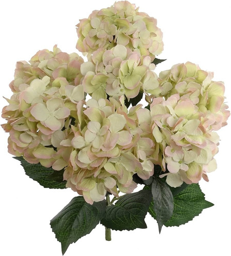 Hortensias Exclusivas !  