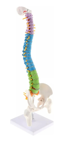 Modelo De Columna Vertebral Humana Flexible De 45 Cm