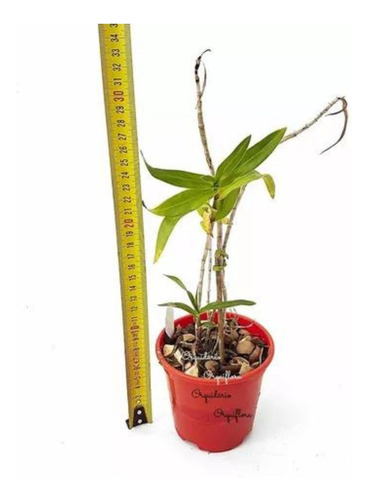 Orquídea Dendrobium Ramosii Planta Adulta Natural Exótica