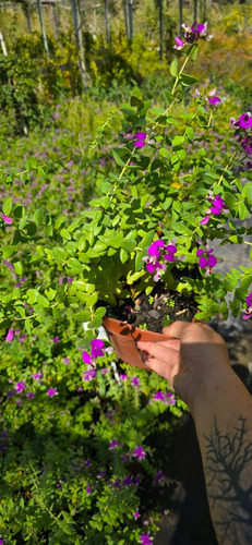 Planta Polygala Rosada 25 Cm Gratis A R . M Pack X2