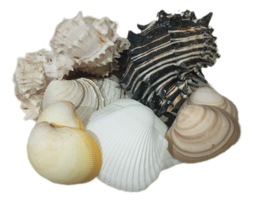 Caracoles De Mar. Conchas 1 Kg De Variedad Para Decoración