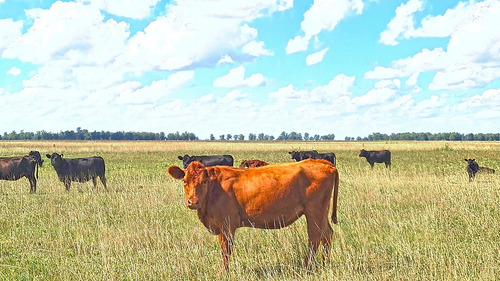 Campo En General Alvear
