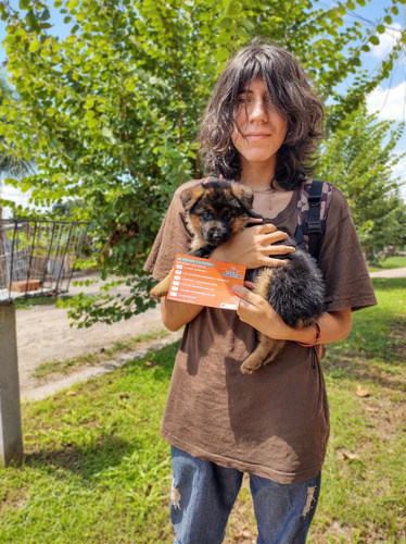 Cachorro Ovejero Aleman Puros Entregas