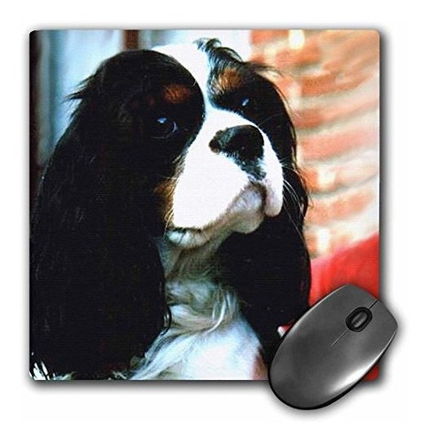 Mouse Pad Cavalier King Charles Spaniels 8x8x0.25 PuLG.