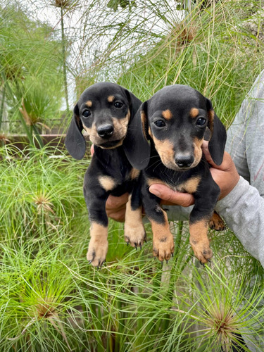 Cachorros Salchichas Minis