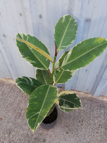 Planta Ficus Elástica Variegado Gomero