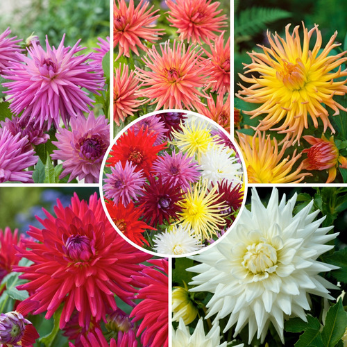 Semillas De Flor Dalias Cactus Mix De Colores