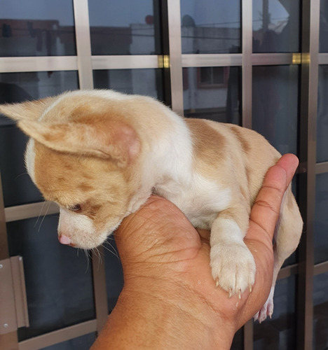 Chihuahua Exótico Merle Chihuahueño (Usado)