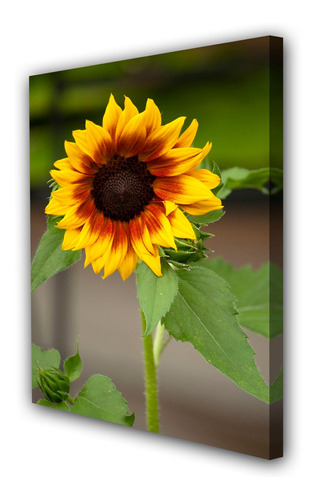 Cuadro 20x30cm Girasol Flor Planta Cultivo M1