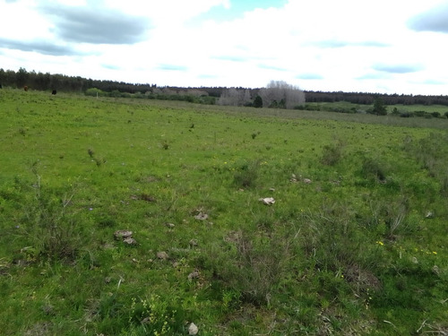 Campo Agrícola Ganadero En Canelones