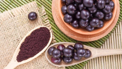 Muda De Açai Grande (1 M)